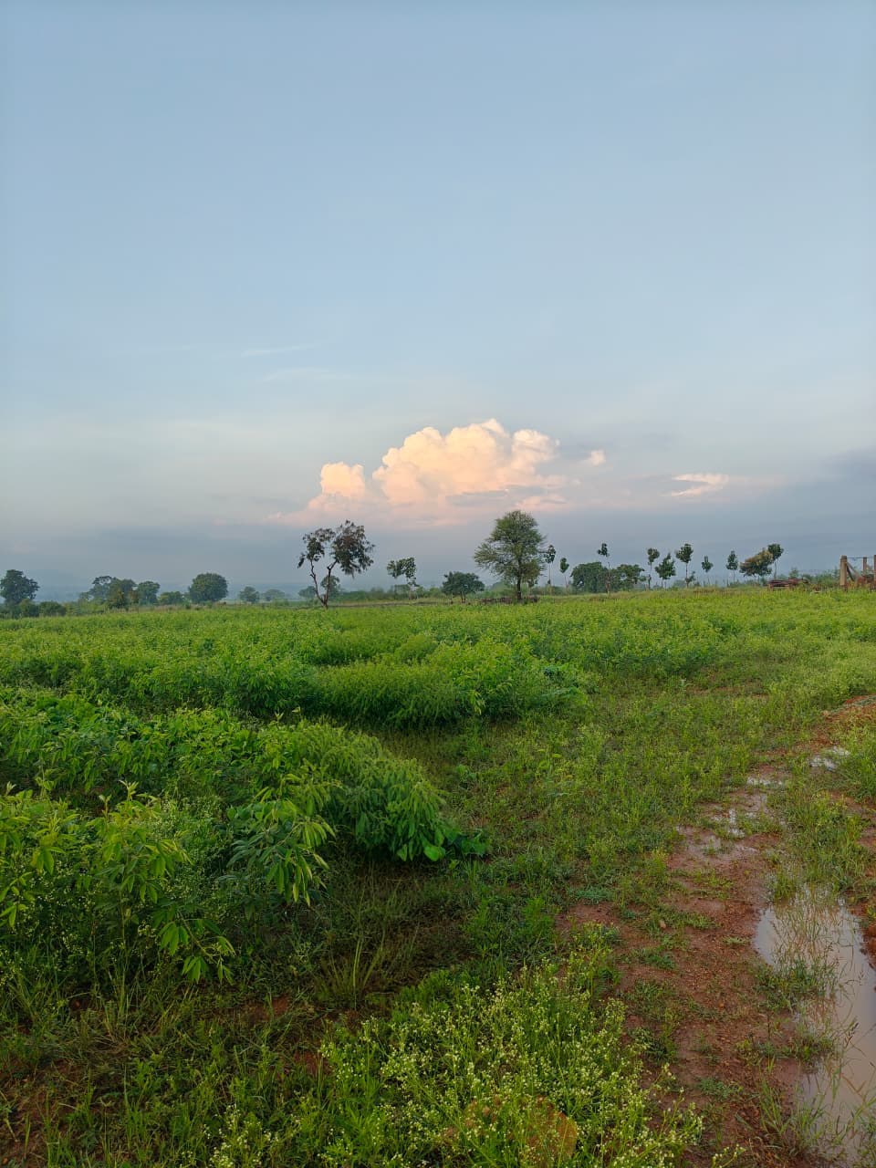 Actual green landscape photograph from Wisdom property
